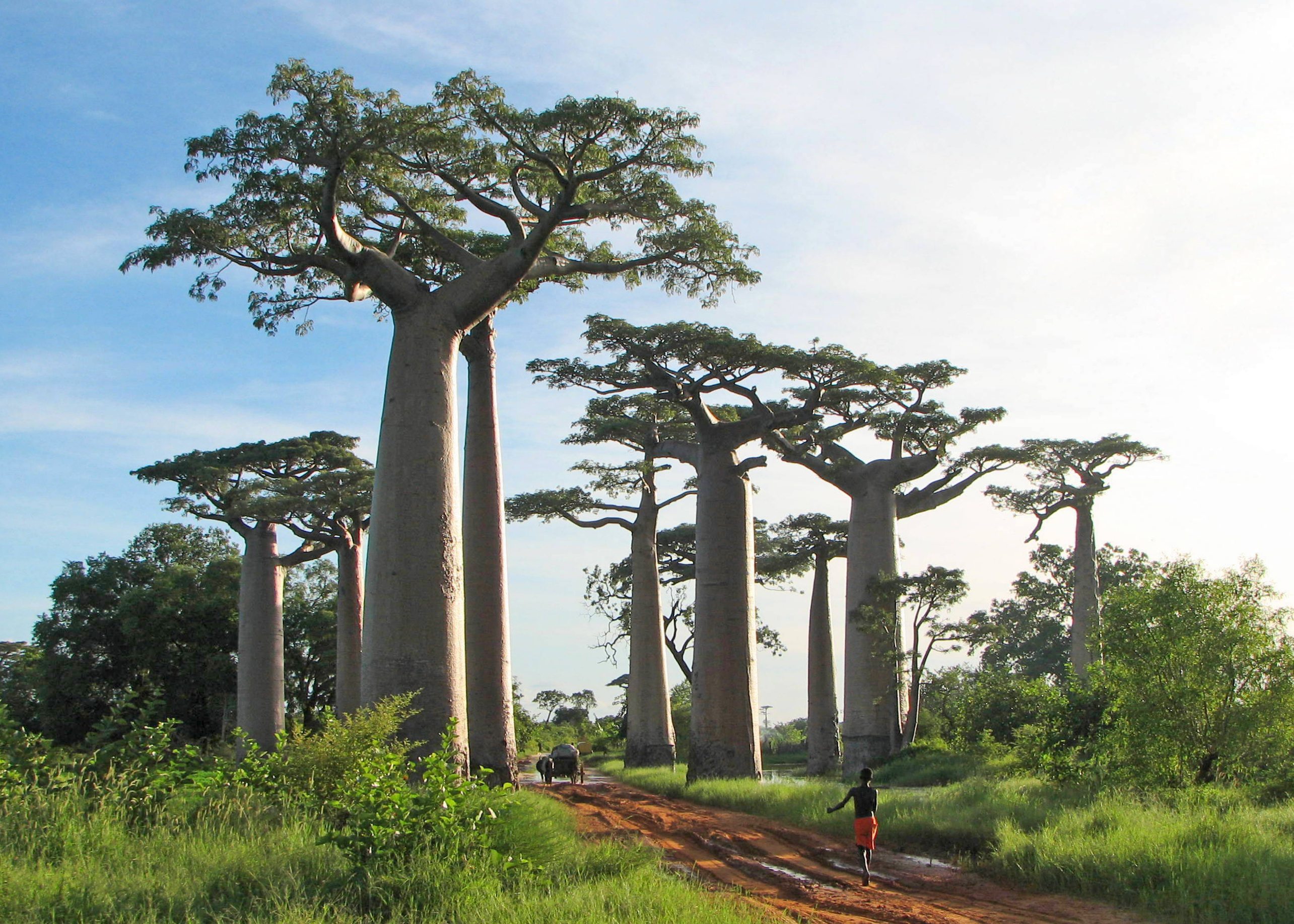 Miniatura: Avenida de los Baobabs