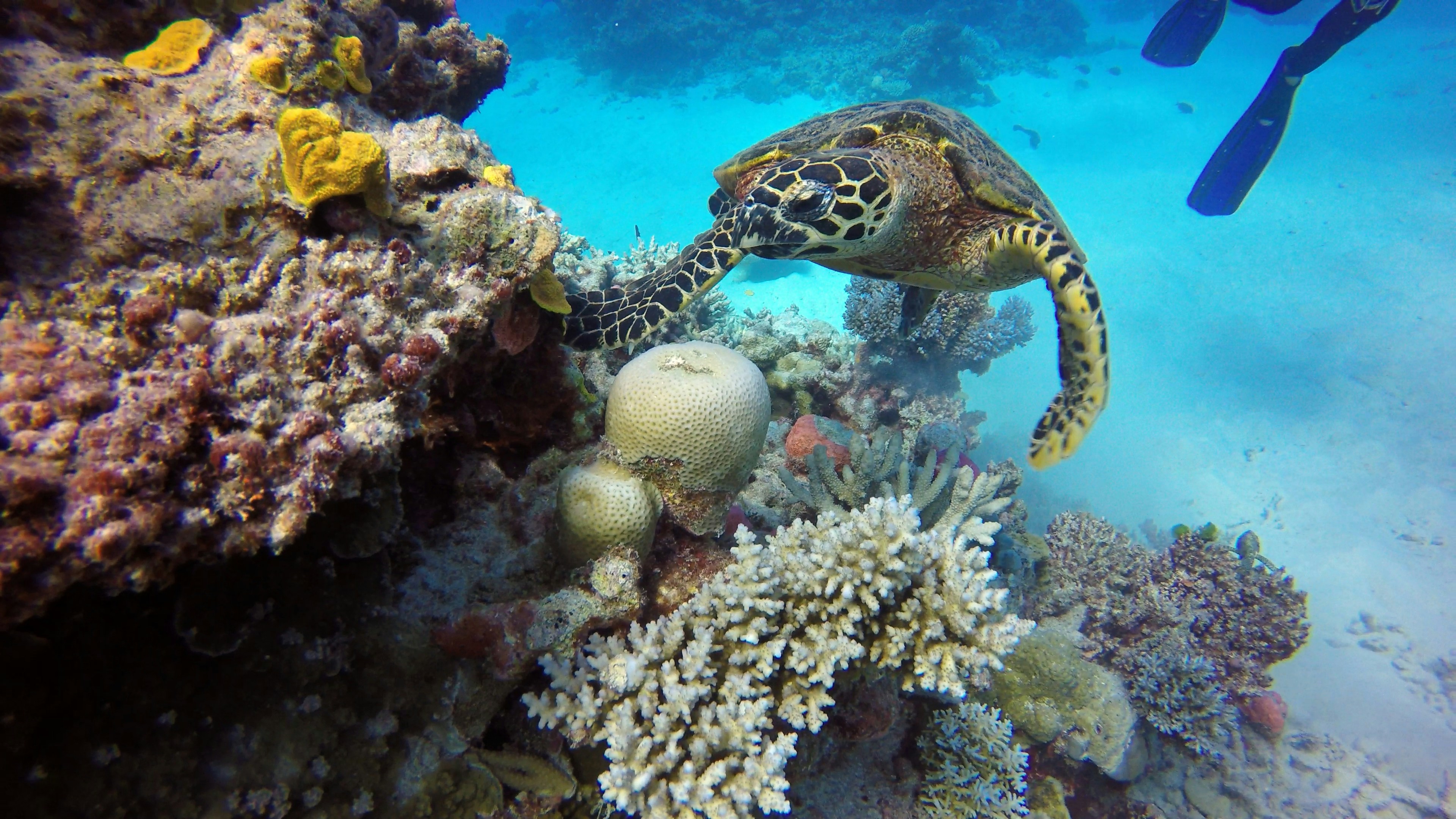 Miniatura: Gran Barrera de Coral