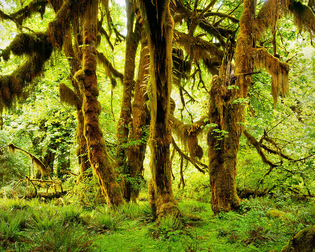 Thumbnail: Hoh Rainforest