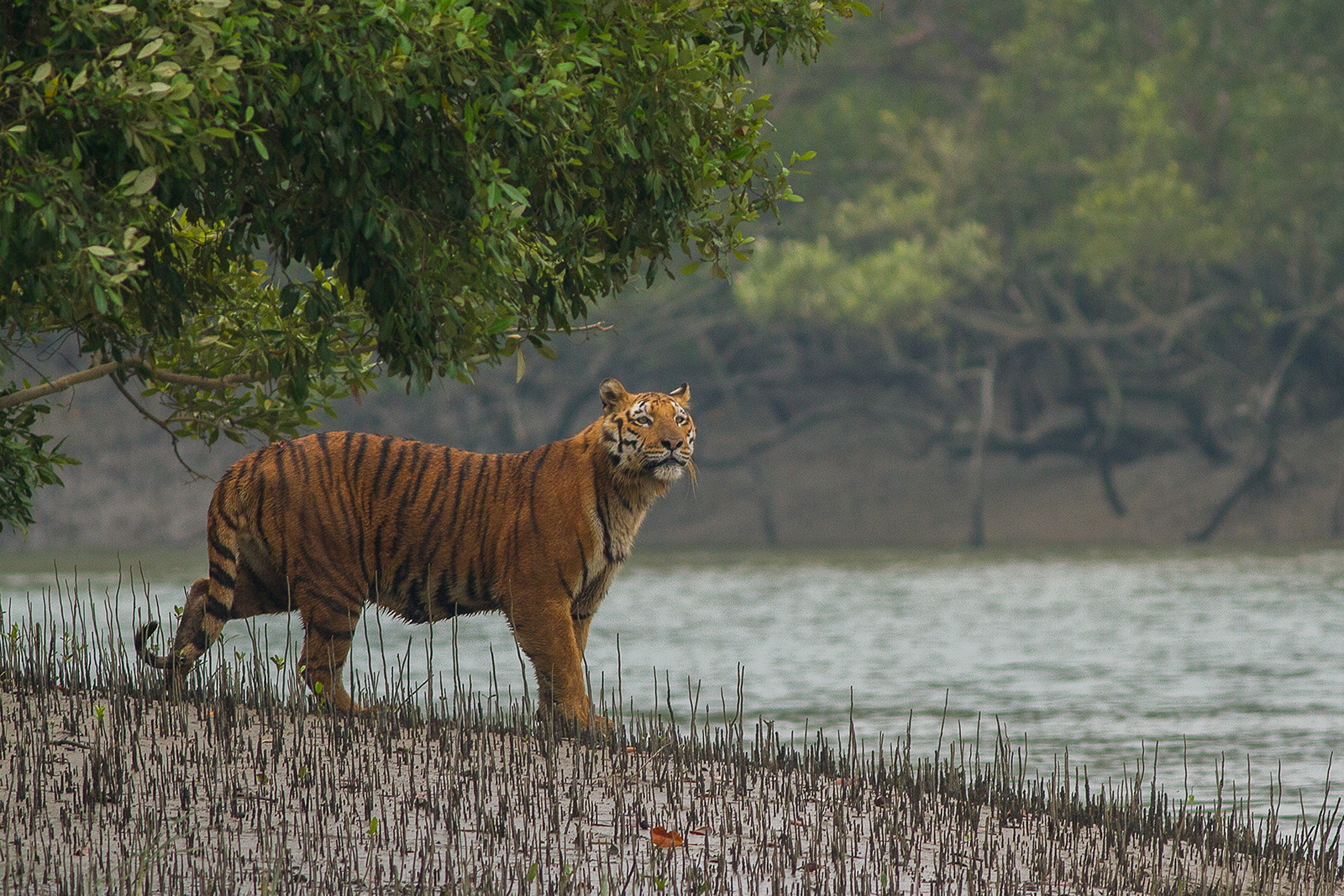 Miniatura: Manglar de Sundarbans