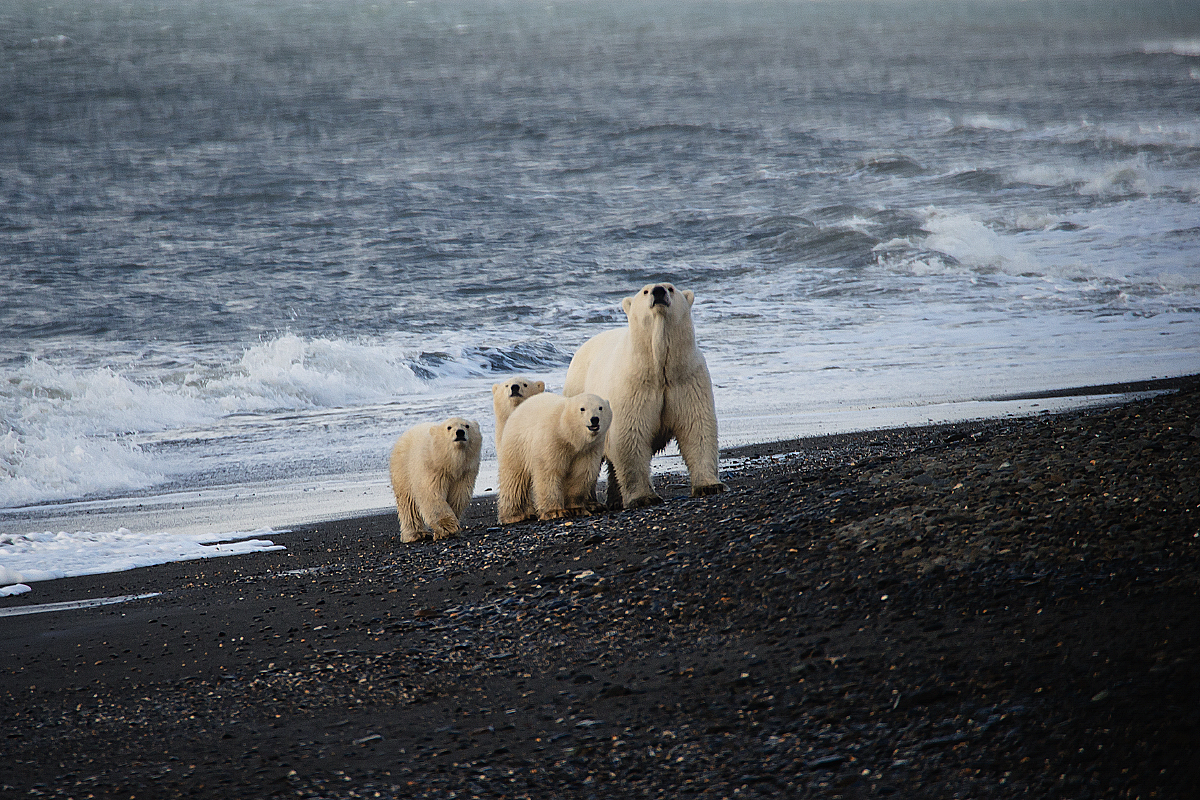Thumbnail: Wrangel Island